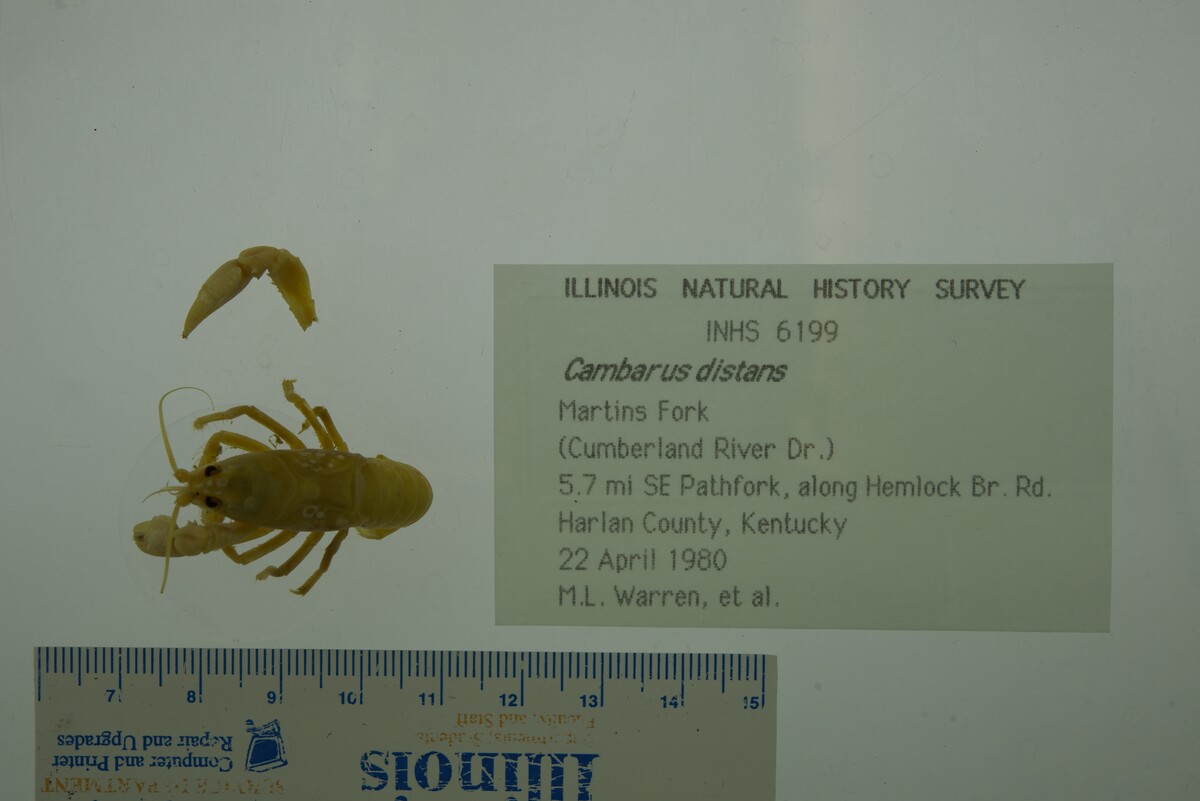 Cambarus (Jugicambarus) image